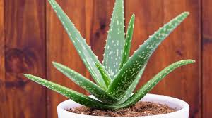 aloe vera