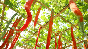 snake tomatoes